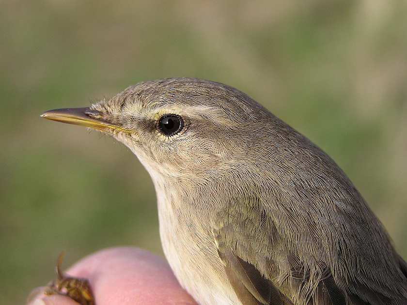 Willow Warbler, Sundre 20050512